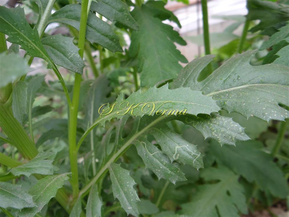  Leaves